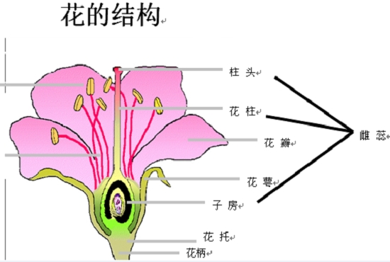 被子植物的生殖结构与发育(图示)