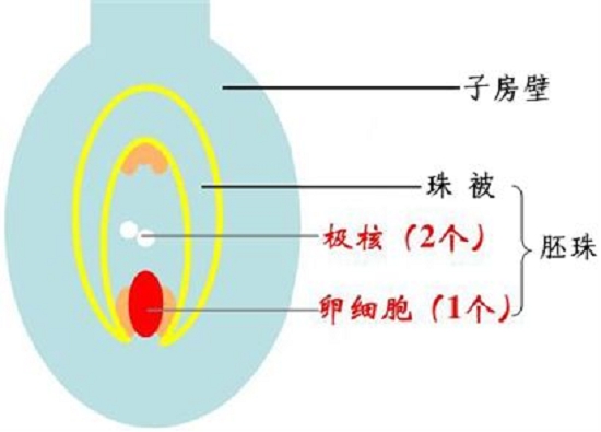 胚珠结构类型(图示)