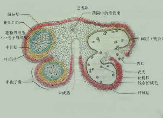 花药构造图片